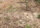 НОВИНИ ГРОМАД: У КРИНИЧНОМУ ПРОДОВЖУЮТЬ ОЗЕЛЕНЕННЯ ТА БЛАГОУСТРІЙ ГРОМАДИ