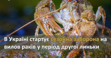 В УКРАЇНІ СТАРТУЄ СЕЗОННА ЗАБОРОНА НА ВИЛОВ РАКІВ У ПЕРІОД ДРУГОЇ ЛИНЬКИ