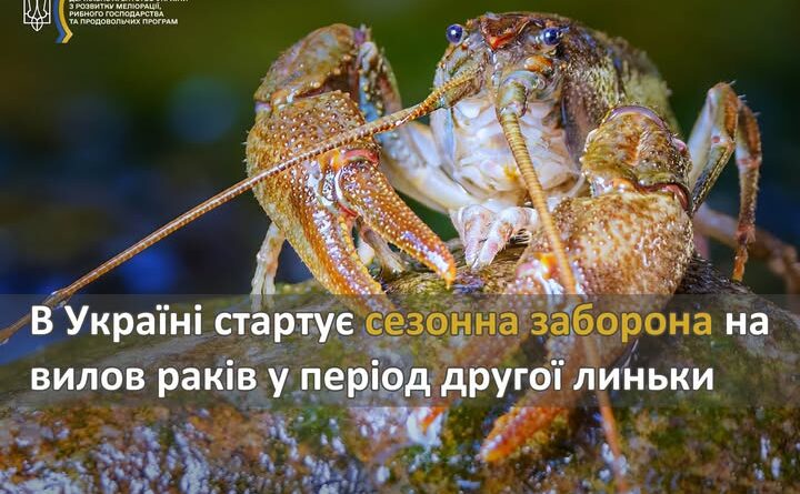 В УКРАЇНІ СТАРТУЄ СЕЗОННА ЗАБОРОНА НА ВИЛОВ РАКІВ У ПЕРІОД ДРУГОЇ ЛИНЬКИ
