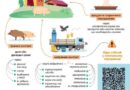 ОСНОВНИЙ ШЛЯХ ПЕРЕДАЧІ ЗБУДНИКА АЧС – БЕЗПОСЕРЕДНІЙ КОНТАКТ ТВАРИН МІЖ СОБОЮ ТА ПЕРЕНОС ЗБУДНИКА ВІД ХВОРОЇ ДО ЗДОРОВОЇ ТВАРИНИ ЧЕРЕЗ ПОСЕРЕДНИКА, В РОЛІ ЯКОГО НАЙЧАСТІШЕ ВИСТУПАЄ ЛЮДИНА ОСНОВНИЙ ШЛЯХ ПЕРЕДАЧІ ЗБУДНИКА АЧС – БЕЗПОСЕРЕДНІЙ КОНТАКТ ТВАРИН МІЖ СОБОЮ ТА ПЕРЕНОС ЗБУДНИКА ВІД ХВОРОЇ ДО ЗДОРОВОЇ ТВАРИНИ ЧЕРЕЗ ПОСЕРЕДНИКА, В РОЛІ ЯКОГО НАЙЧАСТІШЕ ВИСТУПАЄ ЛЮДИНА
