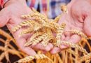 АГРАРІЇ БОЛГРАДСЬКОГО РАЙОНУ ЗАВЕРШИЛИ ЗБИРАЛЬНУ КАМПАНІЮ РАННІХ ЗЕРНОВИХ