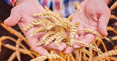 АГРАРІЇ БОЛГРАДСЬКОГО РАЙОНУ ЗАВЕРШИЛИ ЗБИРАЛЬНУ КАМПАНІЮ РАННІХ ЗЕРНОВИХ