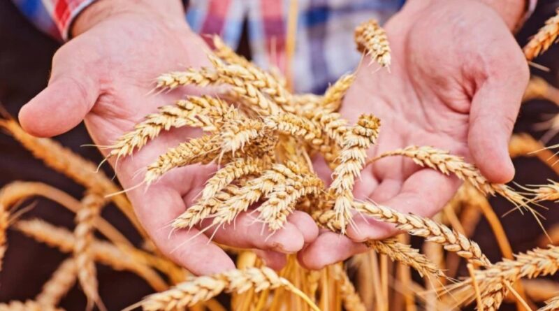 АГРАРІЇ БОЛГРАДСЬКОГО РАЙОНУ ЗАВЕРШИЛИ ЗБИРАЛЬНУ КАМПАНІЮ РАННІХ ЗЕРНОВИХ