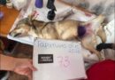 БЕССАРАБСЬКА ТЕРИТОРІАЛЬНА ГРОМАДА ЗВІТУЄ ПРО РЕЗУЛЬТАТИ АКЦІЇ ТА ДЯКУЄ РЯТІВНИКАМ ТВАРИН!