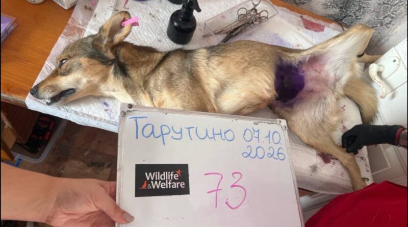БЕССАРАБСЬКА ТЕРИТОРІАЛЬНА ГРОМАДА ЗВІТУЄ ПРО РЕЗУЛЬТАТИ АКЦІЇ ТА ДЯКУЄ РЯТІВНИКАМ ТВАРИН!