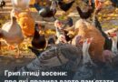 ДИКА ПЕРЕЛІТНА ПТИЦЯ – ОСНОВНЕ ДЖЕРЕЛО ІНФІКУВАННЯ СВІЙСЬКОЇ ПТИЦІ ГРИПОМ ПТИЦІ
