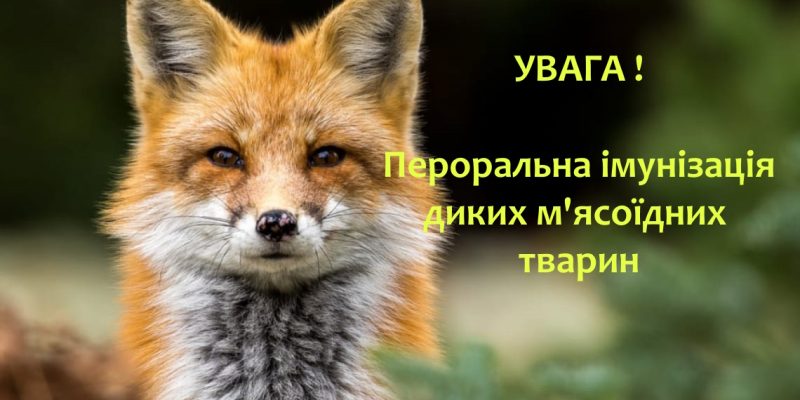 В БОЛГРАДСЬКОМУ РАЙОНІ ПРОДОВЖУЄТЬСЯ КАМПАНІЯ ПРЕРОРАЛЬНОЇ ІМУНІЗАЦІЇ ДИКИХ М’ЯСОЇДНИХ ТВАРИН